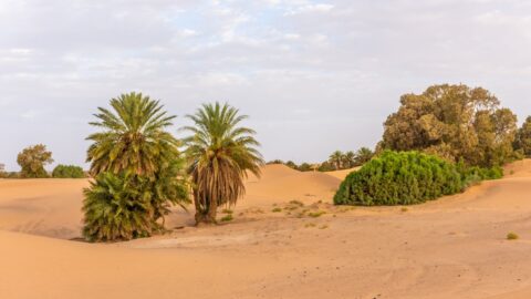 Sahara se zazelená, predikují výzkumníci z Chicagské univerzity