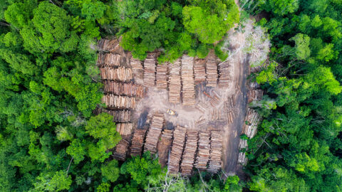 Bez lesa není déšť: Odlesňování Amazonie podporuje sucho