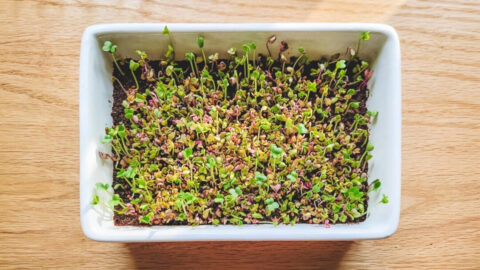 Jak si doma vypěstovat mikrogreens a klíčky plné živin
