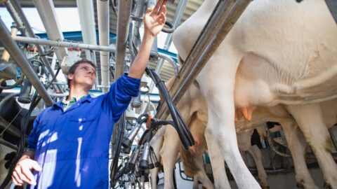 Nízké ceny mléka tlačí farmy na hranici přežití. Požadují pomoc od státu