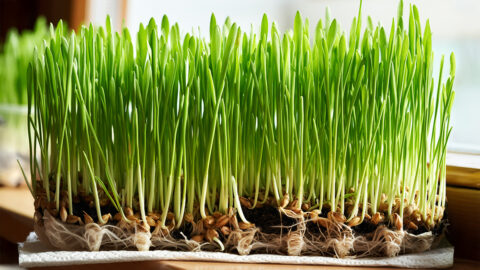 Jak klíčit obiloviny pro lepší trávení