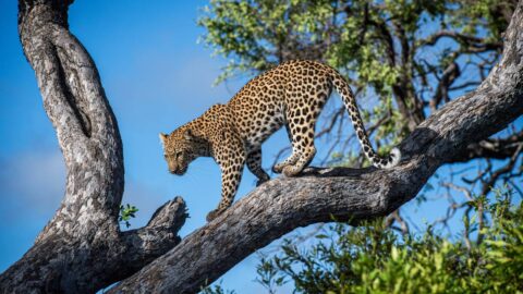 Českého mnicha na Srí Lance napadl a usmrtil levhart, uvedla tamní policie