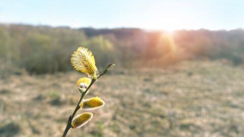 Chladné počasí se srážkami v Česku vydrží do středy, pak by se mělo vyjasnit a oteplit