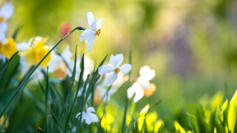V pátek a sobotu bude až 20 stupňů, poté se mírně ochladí
