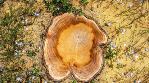 Letokruhy skandinávských stromů: Nové metody měření lépe zachycují klimatické změny
