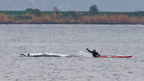Velryba uvázlá na severu Německa se dokázala osvobodit a plave zátokou