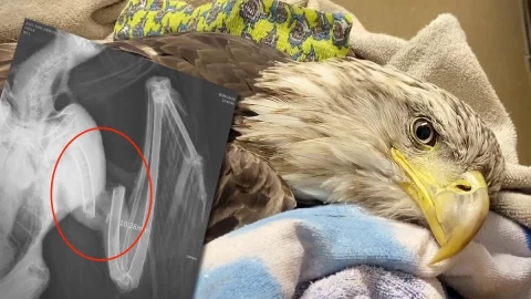 Orel bělohlavý poděkoval veterináři, který mu zachránil život