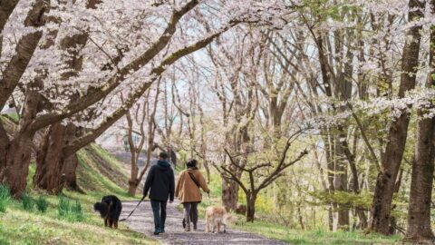 Jarní únava: Co odčerpává vaši energii a jak ji získat zpět