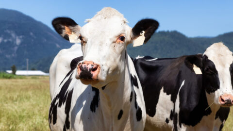 Granty i pro chovatele, kteří zvířata týrali? Ministerstvo upravilo podmínky pro udělování dotací