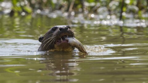 Přemnožená chráněná zvěř způsobuje obrovské škody. Myslivci mají svázané ruce a varují, že bude ještě hůř