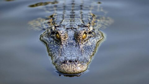 Indie zvažuje nasadit krokodýly a hady proti imigrantům na hranici s Bangladéšem