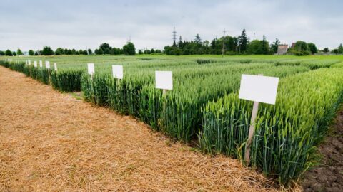 Rada EU schválila nová pravidla pro prodej GMO potravin. Ty „méně modifikované“ by se dostaly na pulty bez označení
