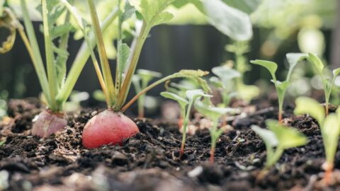 Jarní mrazy a sucho lokálně poškodily zeleninu a brambory, informují zelináři