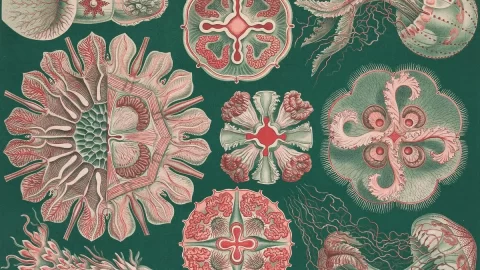 Podivuhodný přírodní svět ilustrátora Ernsta Haeckela