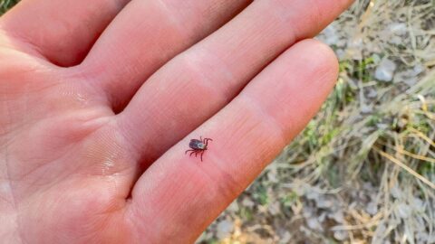 Vědci z Brna objevili, kde má virus klíšťové encefalitidy slabinu