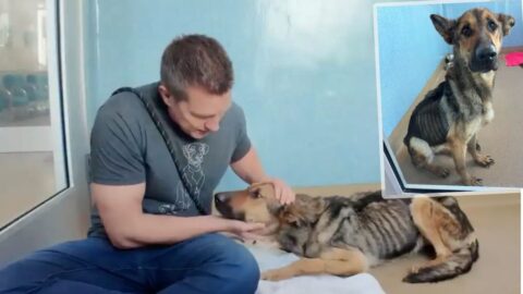 Vyhublá zachráněná fenka se rozpláče, když poprvé uslyší, že je „hodná holka“